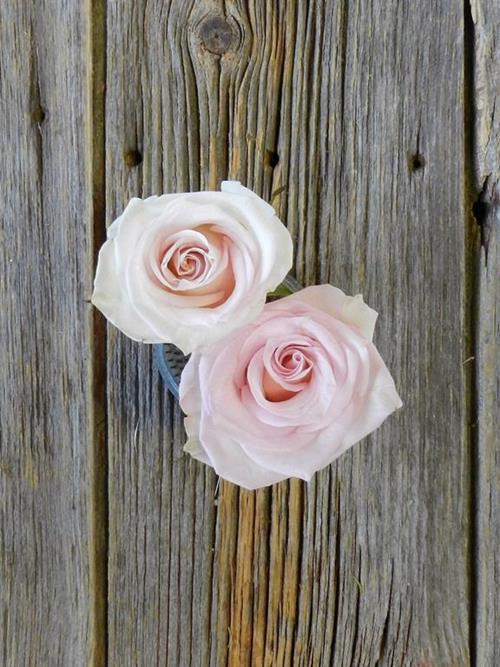 RAGAZZA   LIGHT PINK COLOR ROSES
